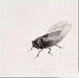 齐白石八十多岁画的蝉